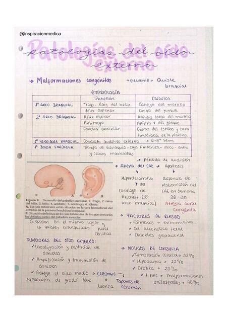 Patología del Oído Externo Melany Bardales uDocz