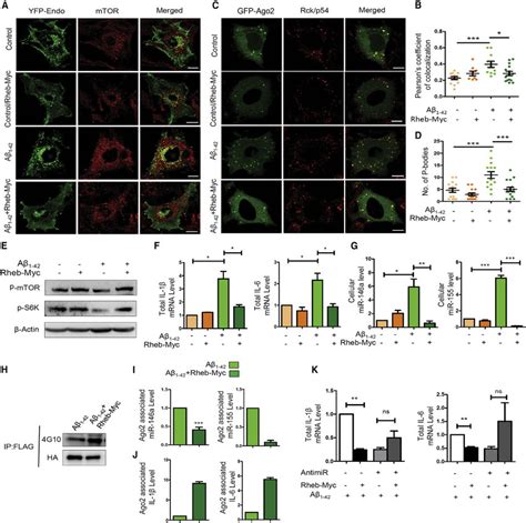 Reactivation Of Mtor By Rheb Myc Mobilizes Mtor From Endosomes And