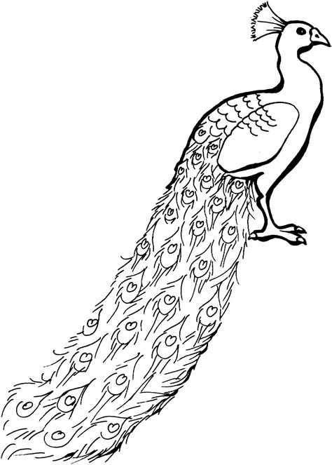 Peacock Black And White Drawing at GetDrawings | Free download