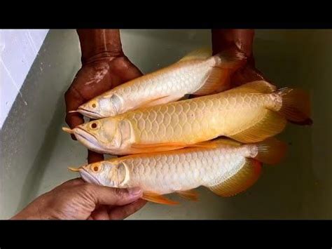 Golden Arowana Breeding Farm | Beautiful Silver Gold Arowana | Silver ...