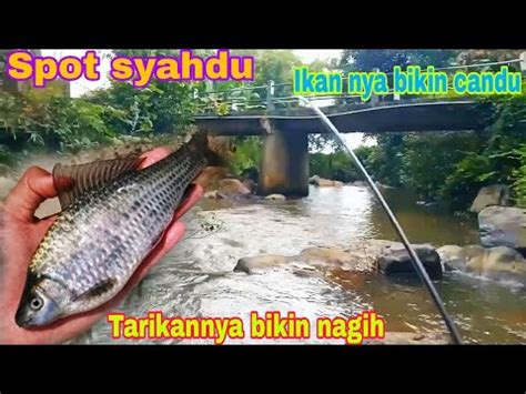 Mancing Ikan Melem Di Spot Baru Yang Bikin Candu Youtube