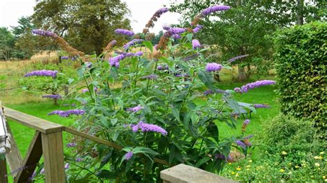 How To Plant Grow And Care For Butterfly Bush Buddleia