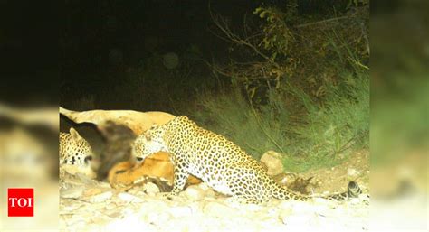 Telangana Rare Video Of 2 Leopards Sharing A Kill Captured In