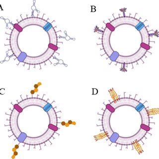 Nanocarriers With A Cell Membrane Coating For Cancer Drug Delivery