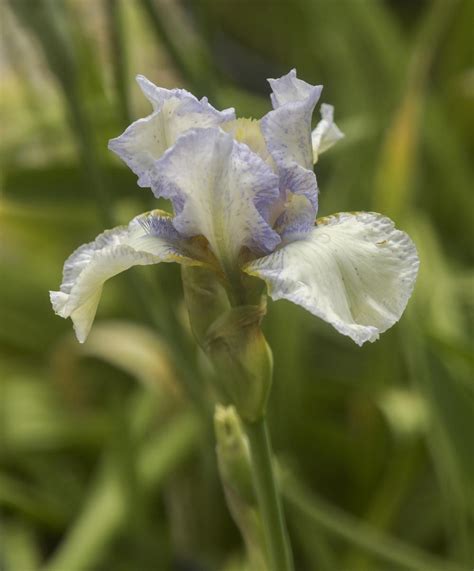 Border Bearded Iris Iris North Downs In The Irises Database