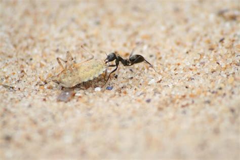 756 Ant Carrying Food Photos - Free & Royalty-Free Stock Photos from ...
