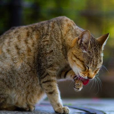 Cheiros e seu efeito sobre o comportamento dos gatos abre Cão Cidadão