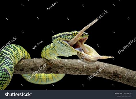 Venomous Snakes Eating Their Prey Biting Stock Photo 2199084753 ...