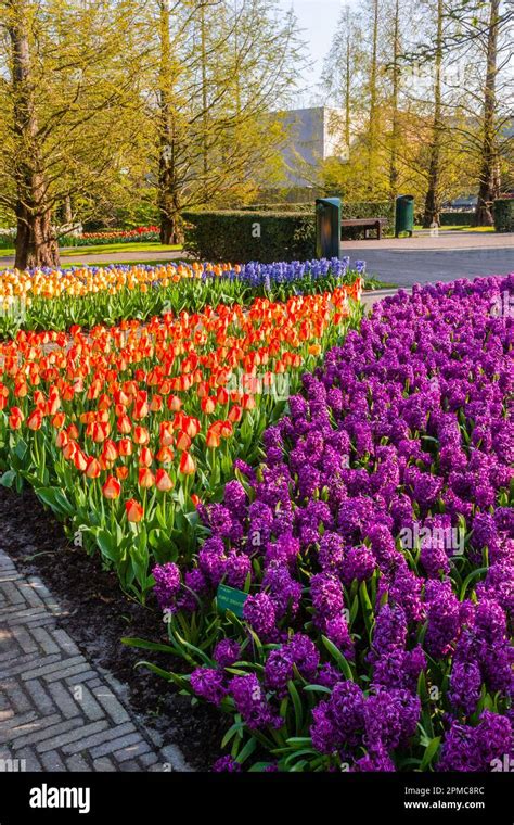 Garden Scene With Tulips And Hyacinths At Keukenhof Gardens In South