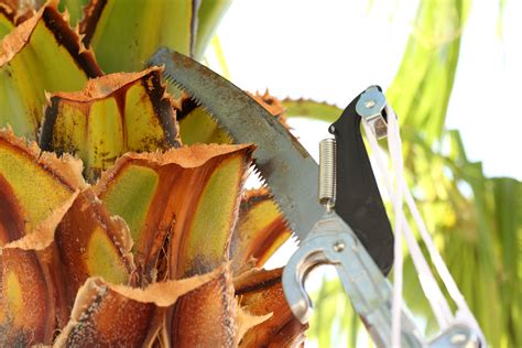 9 Expert Palm Tree Trimming Tips to Keep Your Fronds Looking Fresh