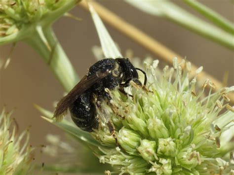 Pseudapis Nomiapis Sp Female Halictidae Sweat Bees Flickr