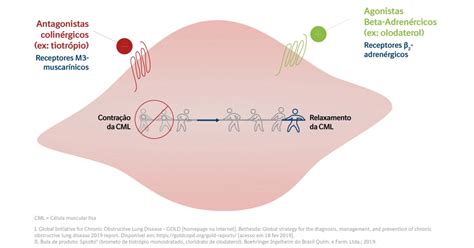 Ipratrópio Mecanismo De Ação - Mecanismo De Acao Do Ipratropio Mapas Mentais Farmacologia Fármacos