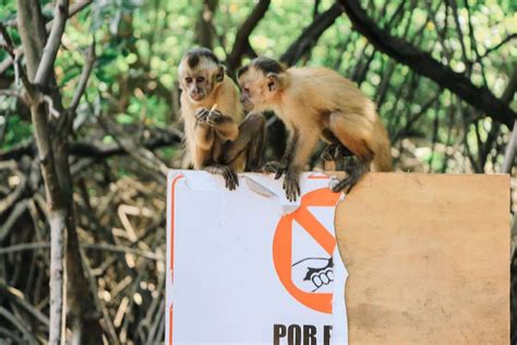 Passeios em Barreirinhas a porta de entrada dos Lençóis Maranhenses