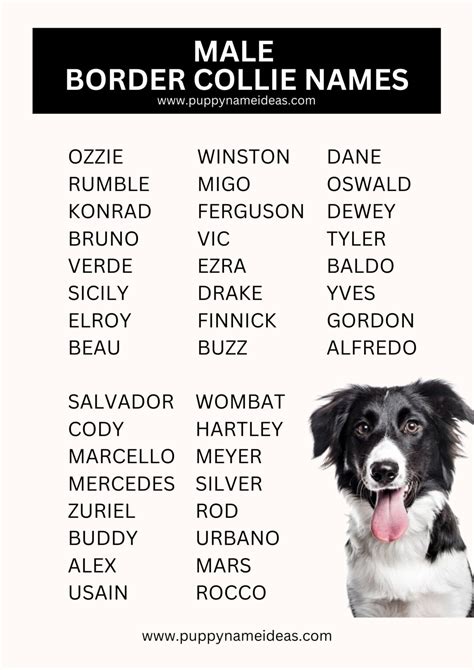 465 Border Collie Names With Meanings