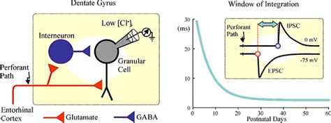 Development of GABAergic Inhibition Associated with Entorhinal Input in ...