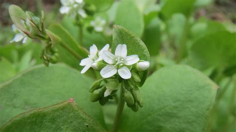 Winter Purslane The Perfect Cold Weather Crop For Your Garden Live