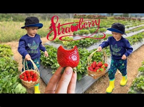 Trip To Strawberry Farm In Thailand Khao Yai Strawberry Picking Youtube