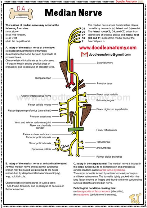 Diagram Of The Median Nerve