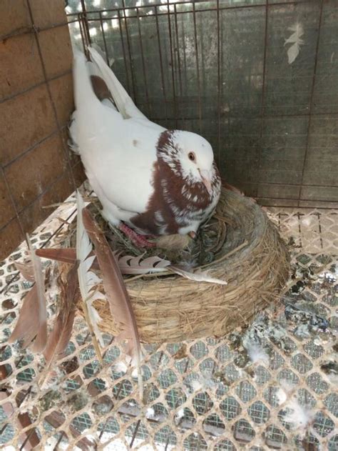 鴿子品種怎麼樣 每日頭條