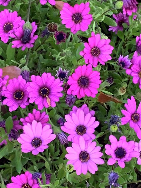 Fuchsia Daisies Photograph By David Weldon Fine Art America