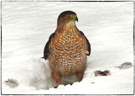 Coopers Hawk Feederwatch