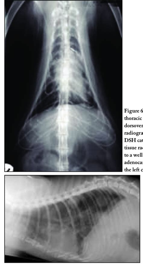 Laterolateral Thoracic Radiograph Of An Year Old Dsh Cat A Nodular