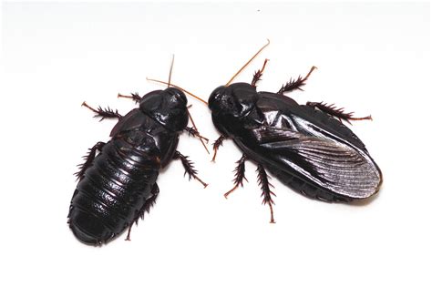 Cockroaches Of The Species Salganea Taiwanensis Are Monogomous They