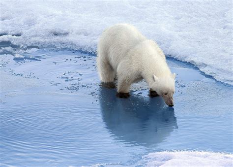 polar bear animal pictures   animals