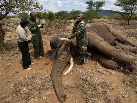 Estudio 100 Mil Elefantes Muertos En África En Dos Años Cazadores