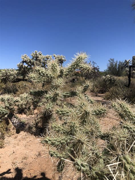 Teddy Bear Cholla Cactus Cylindropuntia bigelovii sale AzGardens