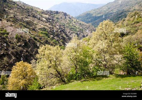 Paisaje Del R O Poqueira Gorge Valle Alto Alpujarras Sierra Nevada