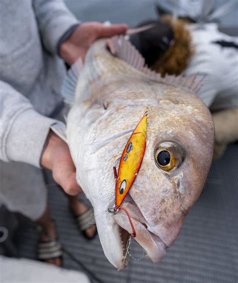 The Hauraki Gulf Explodes With Massive Workups Big Snapper Hauraki