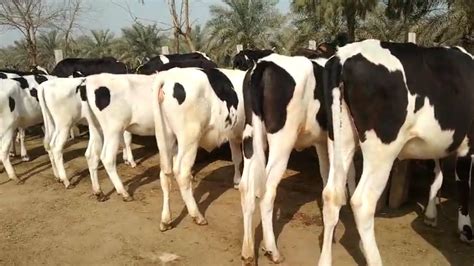 Pregnant Heifers For Sale Jersey Heifer Heifers For Sale Imported