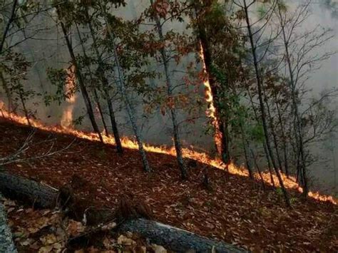 Cintalapa Primer Lugar En Incendios Forestales Noticias Voz E Imagen