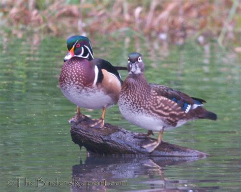 Wood Duck Pair On Log Larry Jordan Flickr