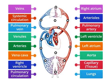 Cardiovascular System Label The Double Circulatory System Labelled