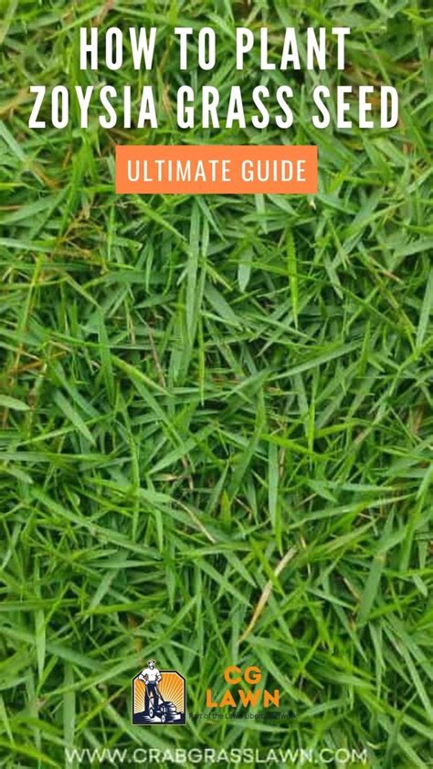 How To Plant Zoysia Grass Seed Ultimate Guide [video] In 2024 Zoysia Grass Grass Seed