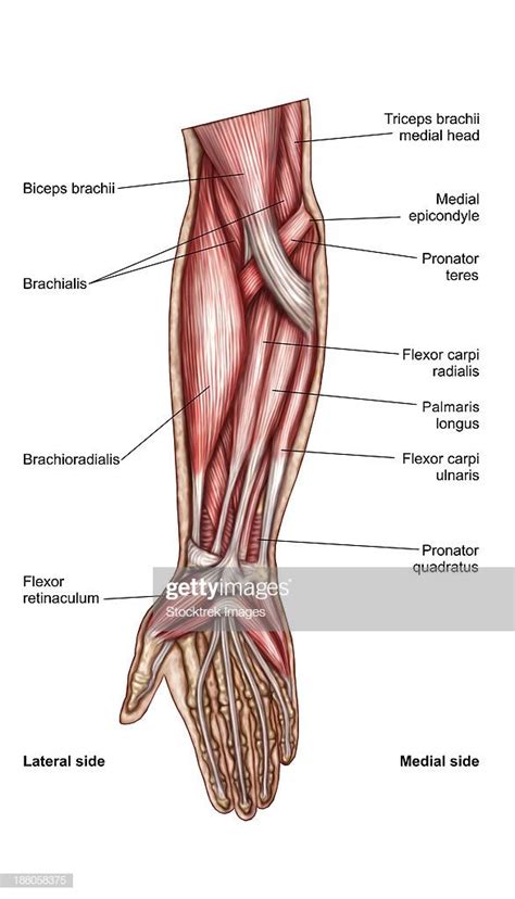 Anatomy of human forearm muscles, superficial anterior view. | Forearm ...