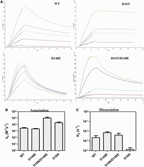 Binding Kinetics To The Canonical Site DNA Binding Kinetics Of WT KpnI