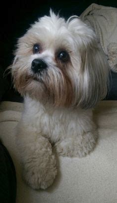 200 Lapso Apso ideas in 2023 | cute dogs, dogs, puppies