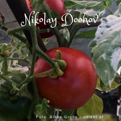 Nikolay Doohov | Tomatdatabasen