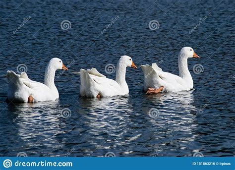 Algunos Gansos Blancos Nadan En El Lago Foto De Archivo Imagen De