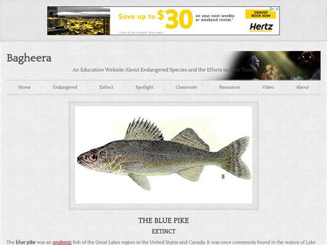 Bagheera.com: Extinct in the Wild Blue Pike Handout for 9th - 10th Grade | Lesson Planet