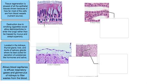 Solved Tissue Regeneration Is Slowest Of All The Epithelial