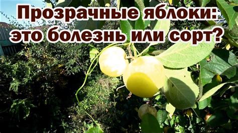 Почему яблоки становятся прозрачными? - YouTube
