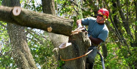 Tree Cutting Johns Creek Area - Alpharetta Tree Removal - Georgia Tree Company - Tree Trimming ...