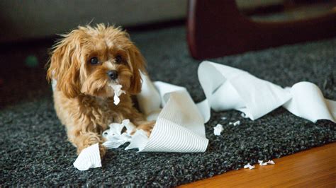 dog ate paper towel how long to pass