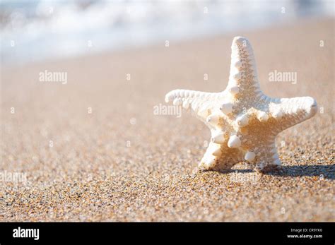 White Starfish On Sunny Tropical Beach Stock Photo Alamy