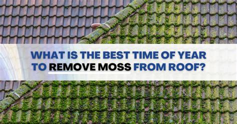 Best Time Of Year To Remove Moss From Roof In Uk Rns Roofing Ltd