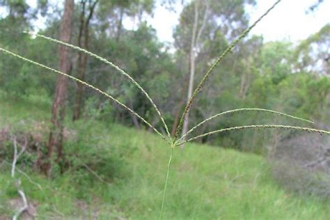 Digitaria eriantha